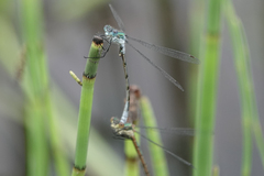 Lestes dryas