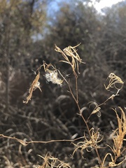 Magnoliopsida