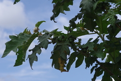 Solanum chrysotrichum image