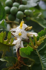 Solanum chrysotrichum image