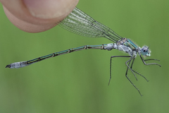 Lestes dryas