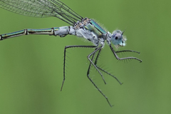 Lestes dryas