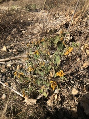 Helianthus annuus