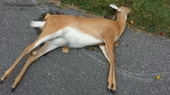 Odocoileus virginianus virginianus