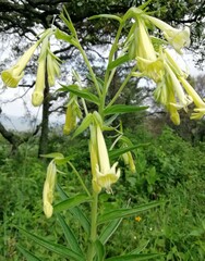 Lithospermum johnstonii