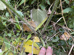 Ranunculus hispidus nitidus