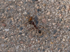Novomessor albisetosus