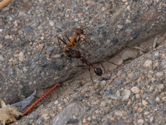 Novomessor albisetosus
