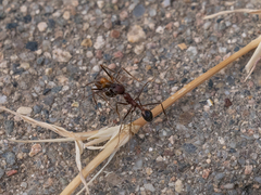 Novomessor albisetosus