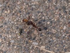 Novomessor albisetosus