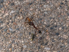 Novomessor albisetosus