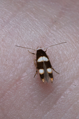 Stathmopodidae