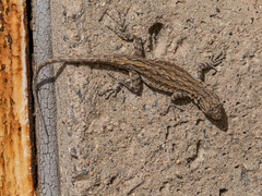 Urosaurus graciosus