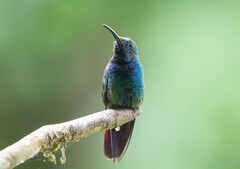 Anthracothorax prevostii