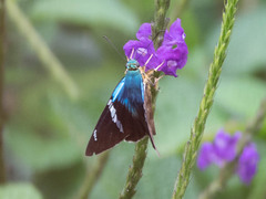 Astraptes