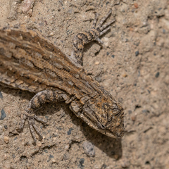 Urosaurus graciosus
