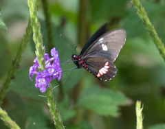 Parides