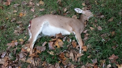 Odocoileus virginianus virginianus