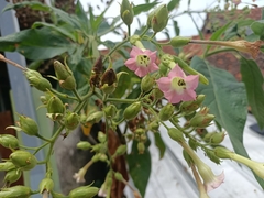 Nicotiana tabacum