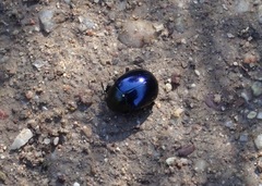 Leptinotarsa haldemani