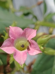 Nicotiana tabacum