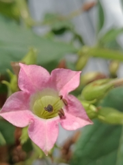 Nicotiana tabacum