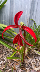 Sprekelia