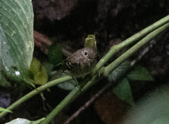 Empidonax flaviventris