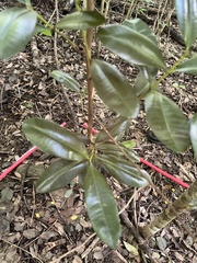 Pimenta racemosa