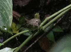 Empidonax flaviventris