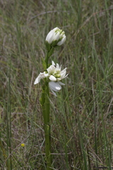 Calanthe tricarinata image