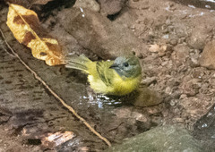 Loriotus luctuosus