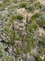 Pedicularis attollens
