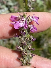 Pedicularis attollens