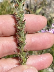 Pedicularis attollens
