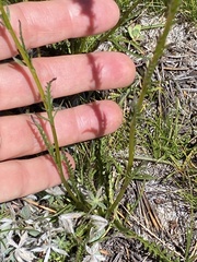 Pedicularis attollens