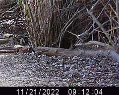 Mimus polyglottos