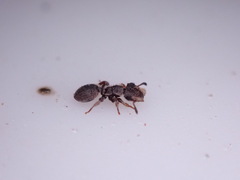 Cephalotes