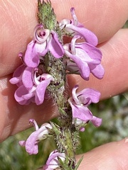 Pedicularis attollens