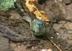 Leptopogon superciliaris