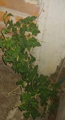Ovatella