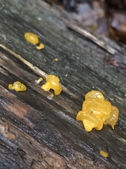 Dacrymyces chrysospermus