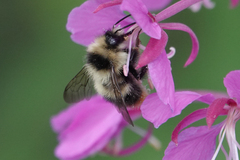 Bombus frigidus