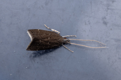 Torodora gemella