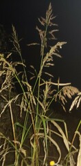 Ovatella