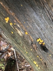 Dacrymyces chrysospermus