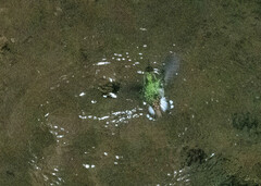 Microchera albocoronata