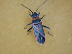 Arocatus rusticus