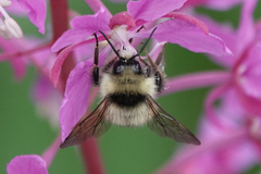 Bombus frigidus