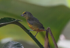 Euphonia gouldi